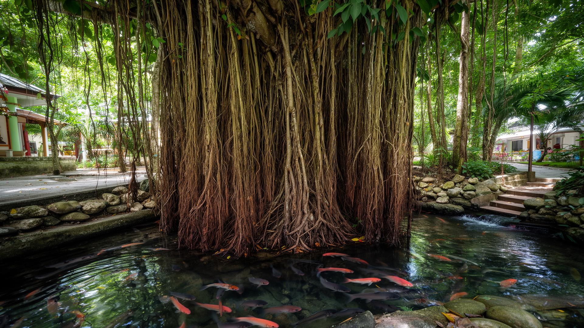 Old Balete Tree & Fish Spa